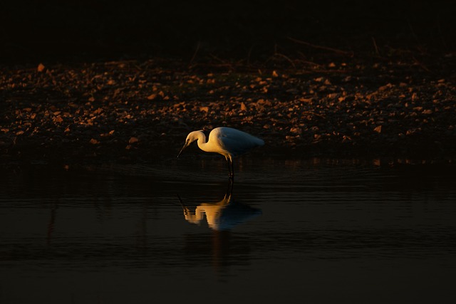 Free Heron Little Egret photo and picture