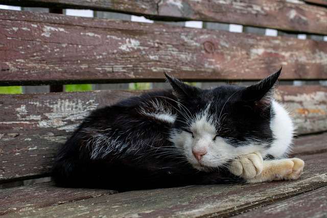 Gato, Animal, Adormecido, Felino