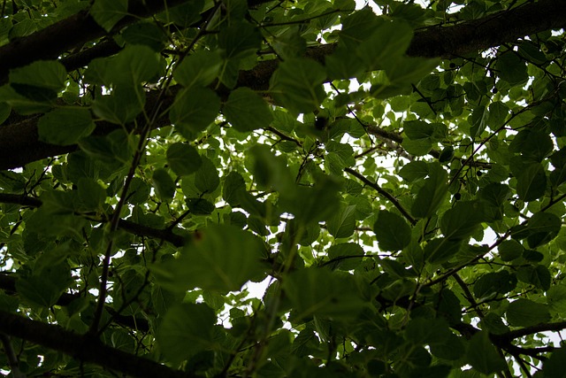 Folhas, Natureza, Jardim, Floresta
