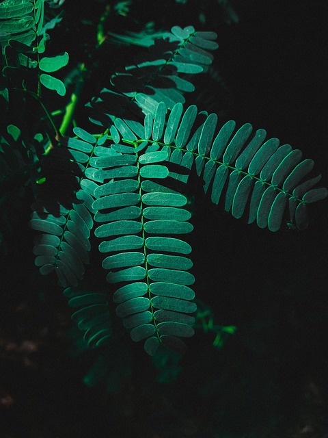 Free Leaf Green photo and picture