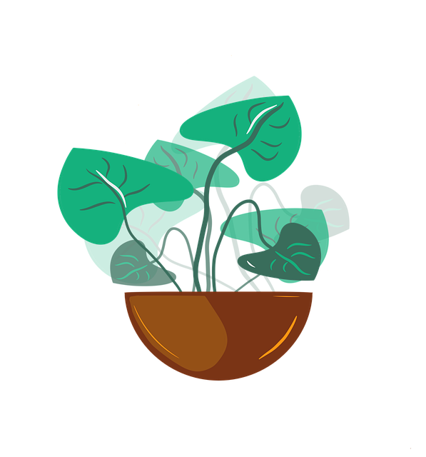 Natur, Plante, Stueplante, Indretning