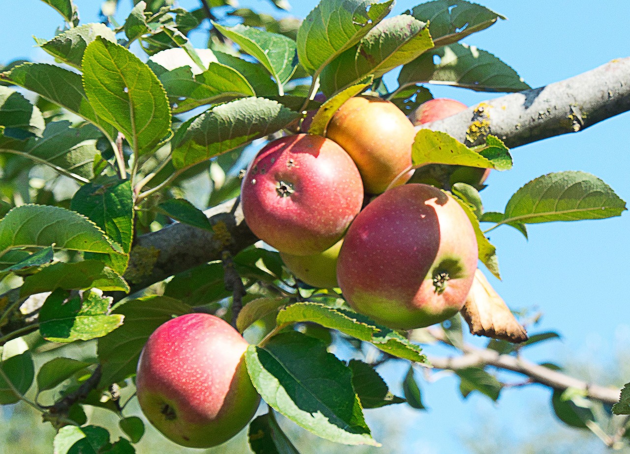 Apples Tree Fruit Orchard Free photo on Pixabay Pixabay