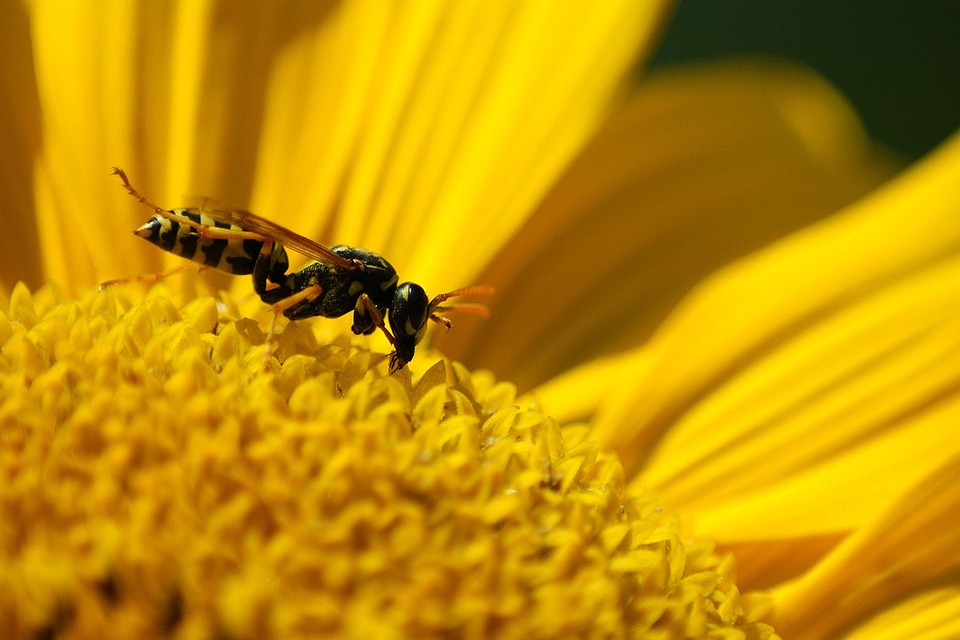Sunflower Bee Pollination - Free photo on Pixabay - Pixabay