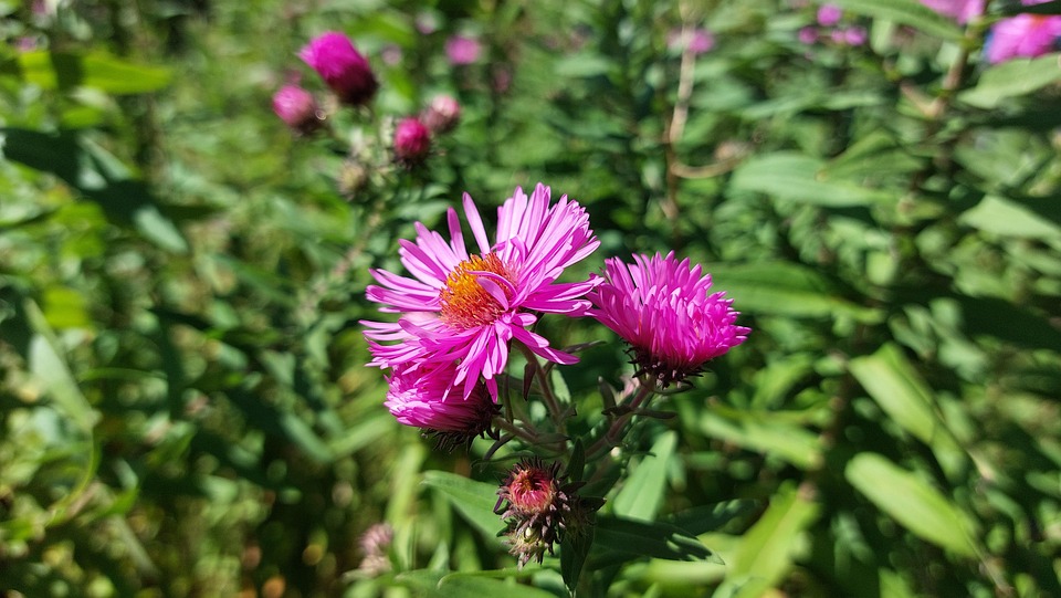 Asterit Kukat Violetit Ilmainen Valokuva Pixabayssa