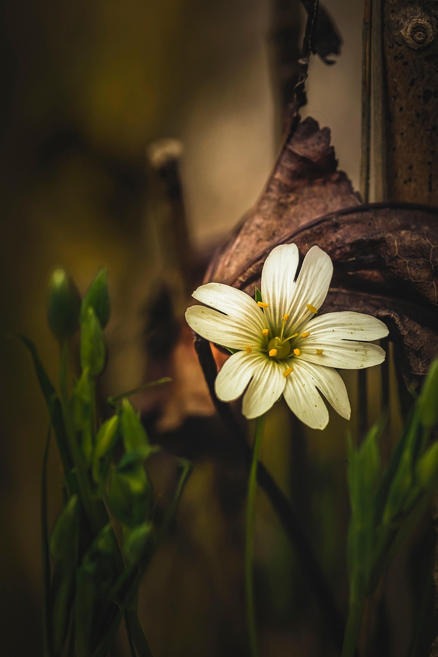 Sitemapcdatahttpsfinkedriinfophoto De Profil Nature Fleurnull