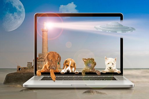 Laptop, Technologie, Hunde, Hund
