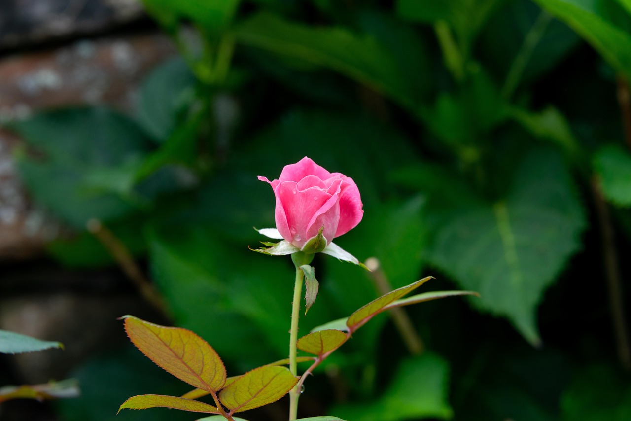 Flower Pink Rose Blooming - Free photo on Pixabay - Pixabay