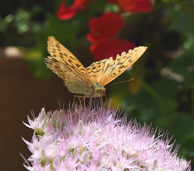 Butterfly Flower Pollinate Free photo on Pixabay Pixabay