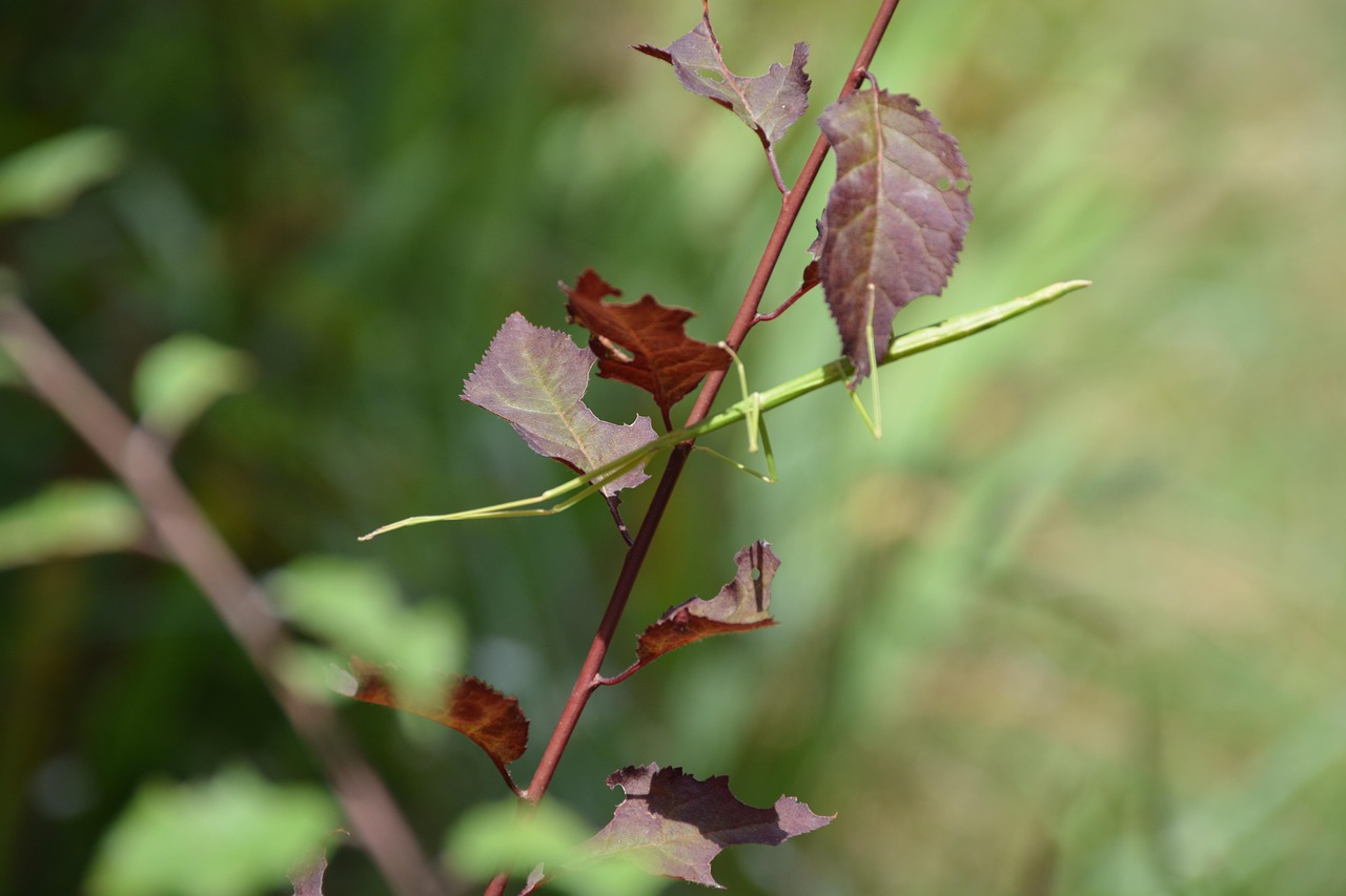 Stick Insect Nature - Free photo on Pixabay - Pixabay