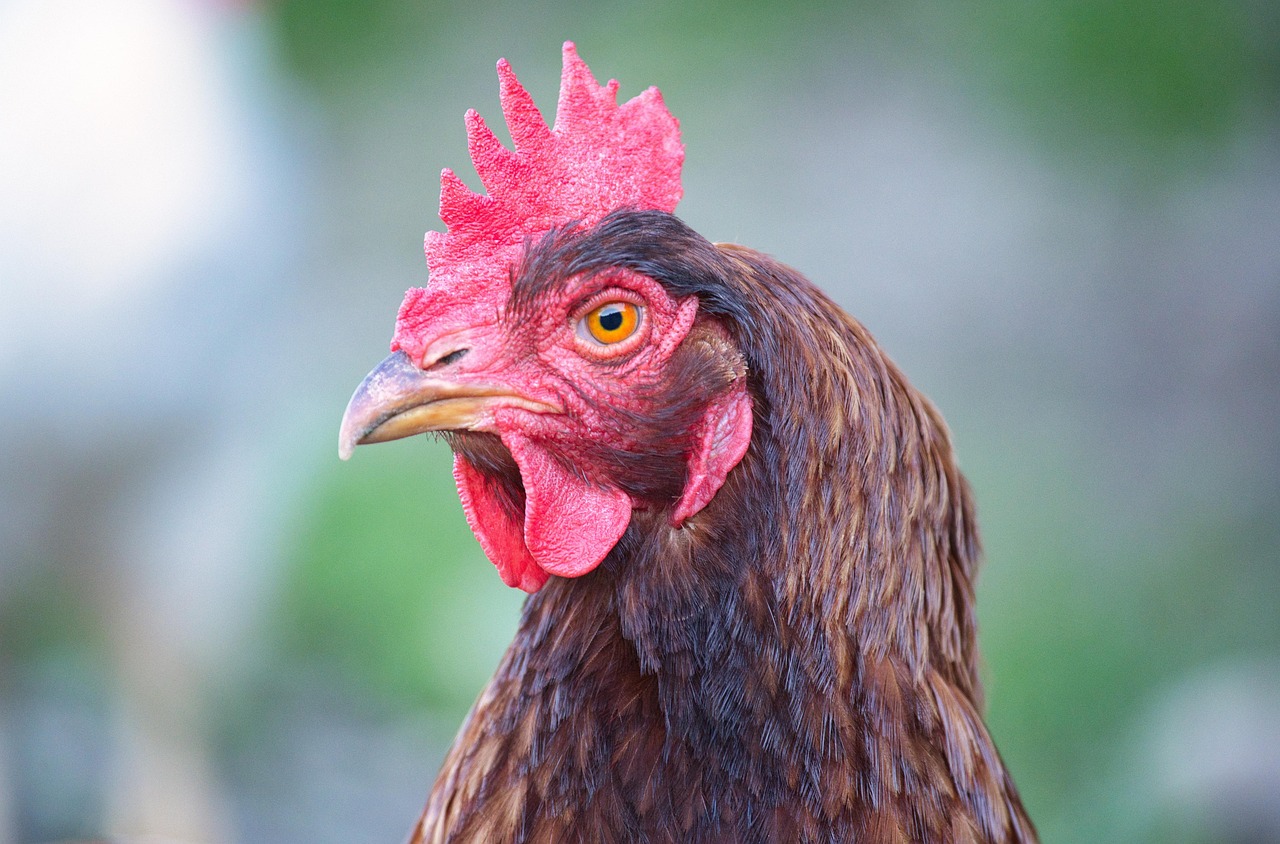 Chicken Bird Poultry Free photo on Pixabay Pixabay