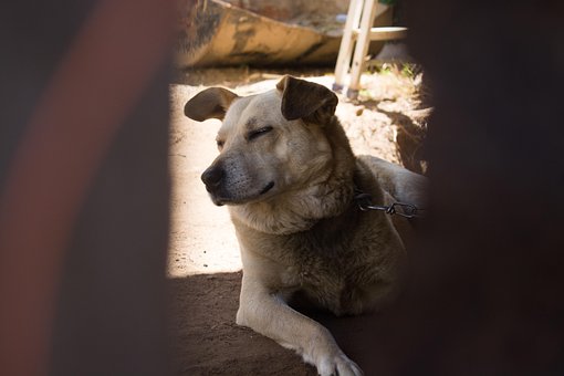 Free Dog Animal photo and picture