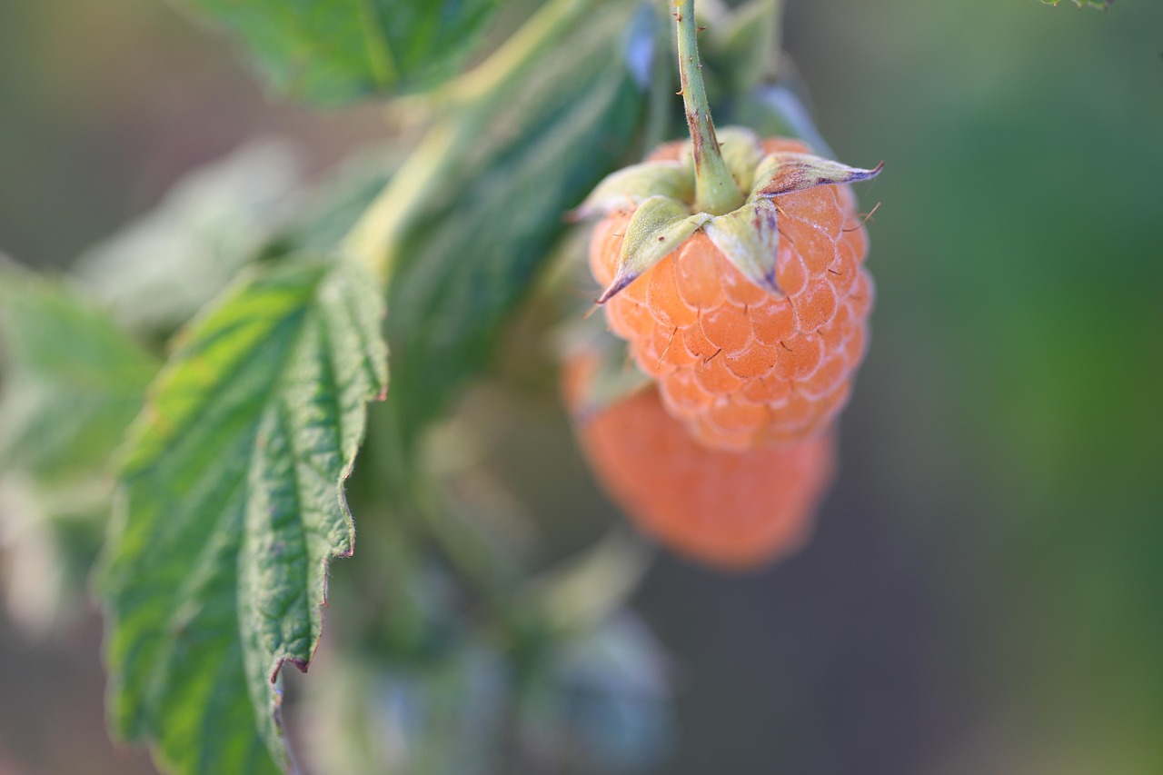Raspberries Berries Fruits Free photo on Pixabay Pixabay