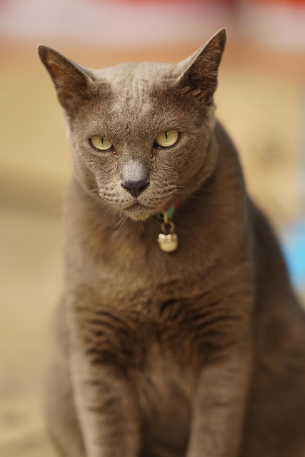 Free Cat Animal photo and picture