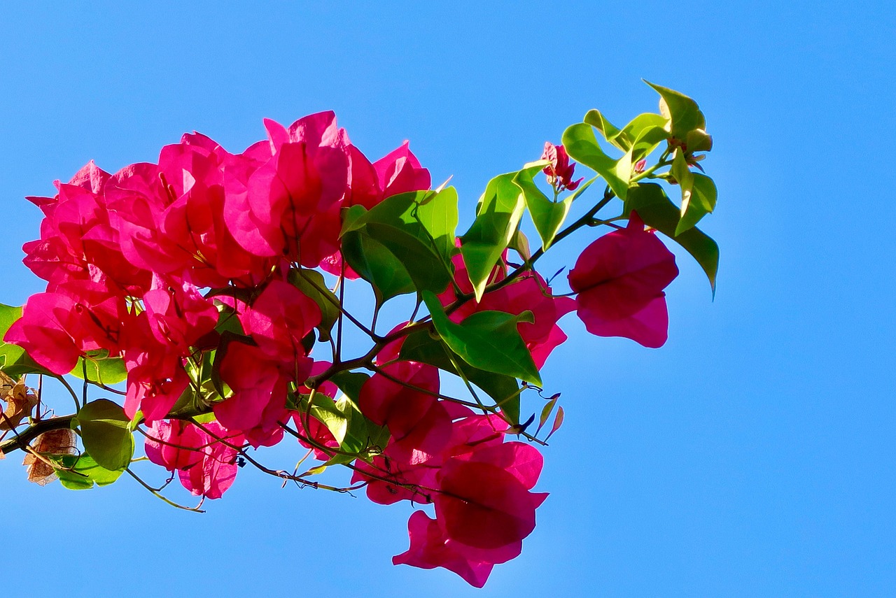 Red Flowers Tree Branch Free photo on Pixabay