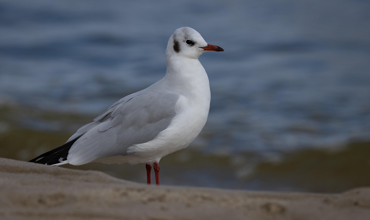Mer Baltique Mouette Plage Photo Gratuite Sur Pixabay Pixabay Mer Baltique Mouette Plage Photo Gratuite Sur Pixabay Pixabay