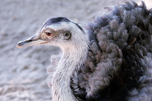 Rhea, Fugl, Fjerdragt, Fjer, Natur