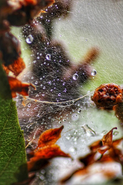 Blätter, Web, Tropfen, Böden, Wasser