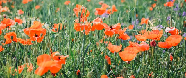 Natuur, Wilde Papaver, Bloemen