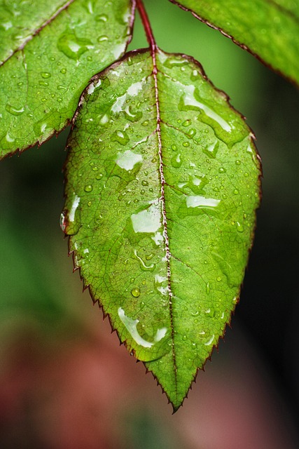 Regentropfen, Laub, Tropfen
