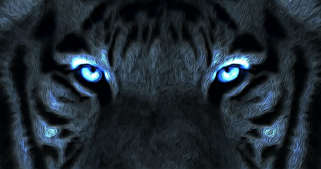 Free White Tiger Tiger photo and picture
