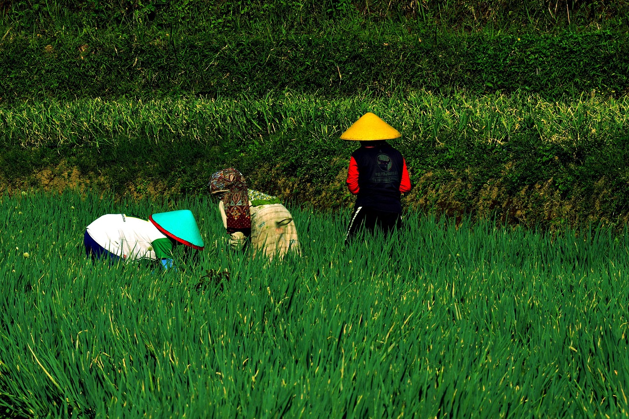 Farmer Onion Field - Free photo on Pixabay - Pixabay