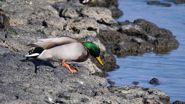 Pato, Pato Mallard, Nuevo, Aves
