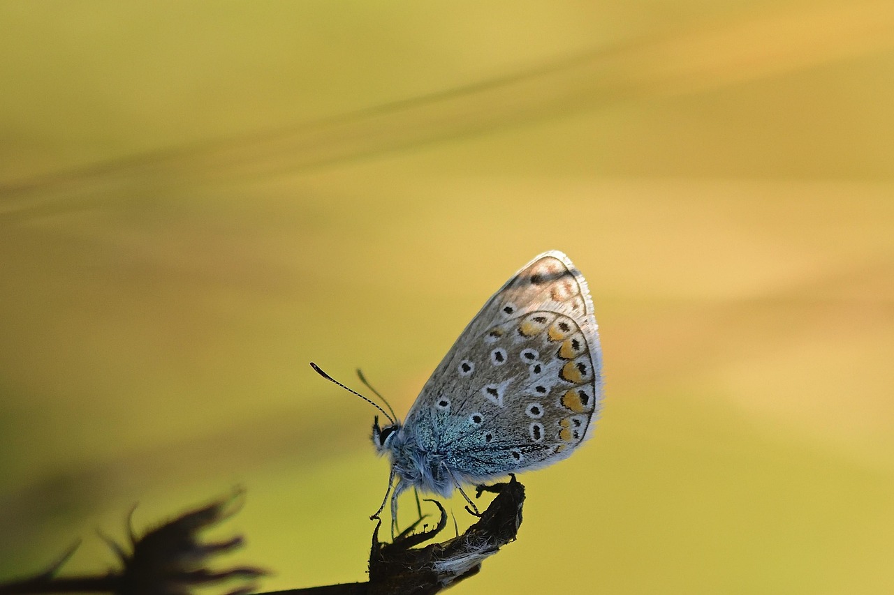 Butterfly Common Blue Insect - Free photo on Pixabay