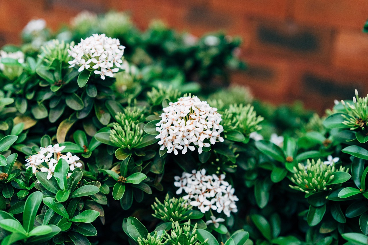 Jardin Vert Région Sauvage - Photo gratuite sur Pixabay - Pixabay