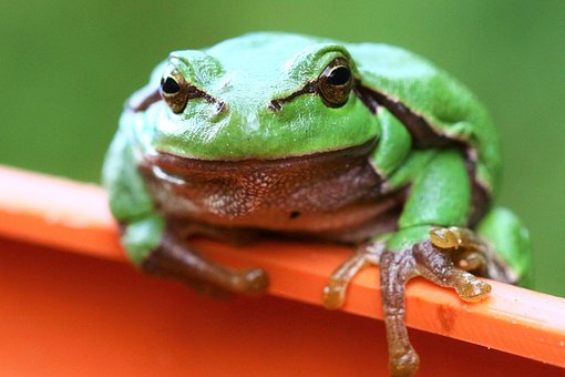 Laubfrosch, Amphibie, Teich, Tierwelt