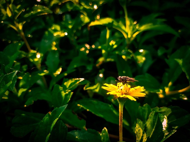 Free Fly Flower photo and picture