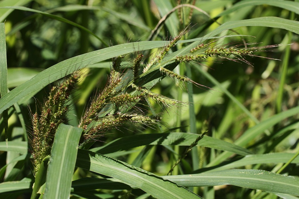 Millet Grain Recadrer Photo gratuite sur Pixabay