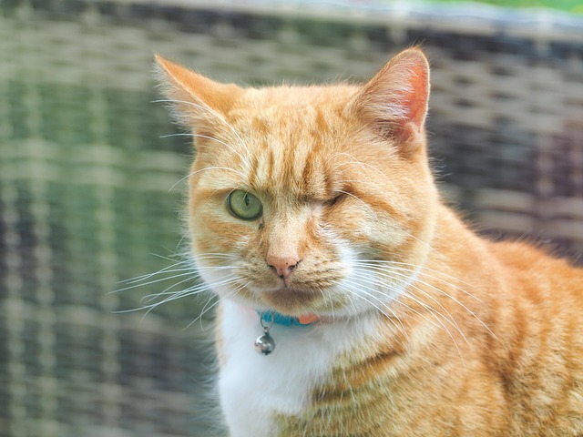 猫 黄 目を細める - Pixabayの無料写真 - Pixabay