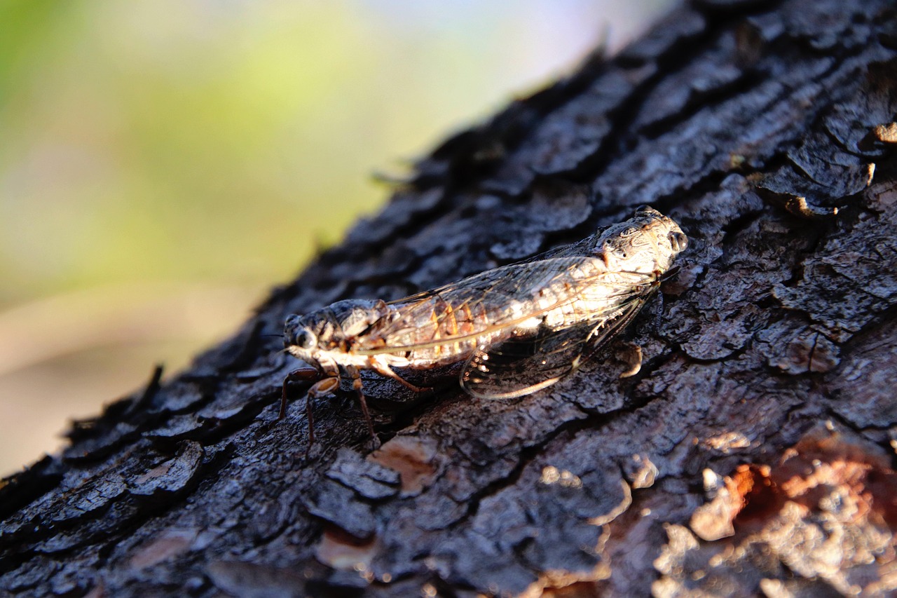 Cicada Insect Nature - Free photo on Pixabay - Pixabay