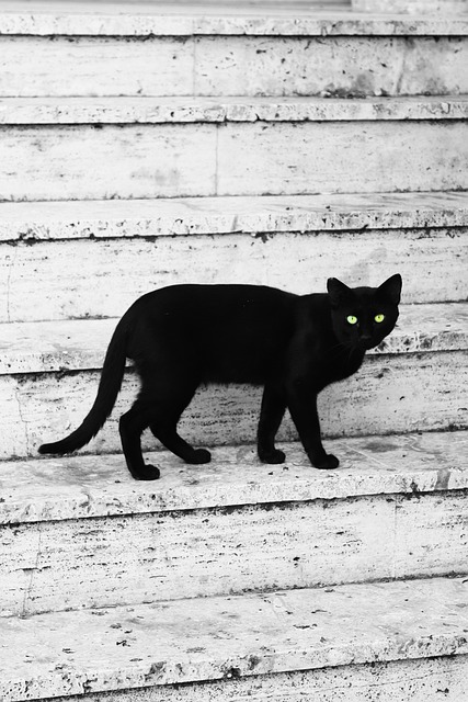 Free Cat Stairs photo and picture