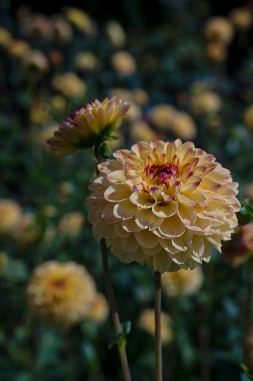 花朵 盛开 开花 - Pixabay上的免费照片 - Pixabay