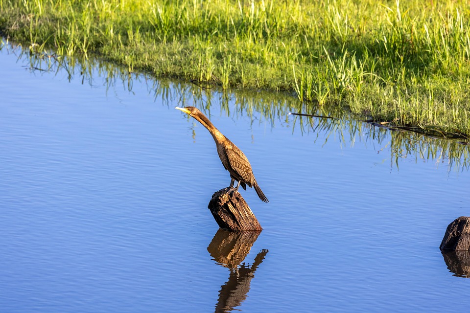 Cormorant Bird Animal Free photo on Pixabay