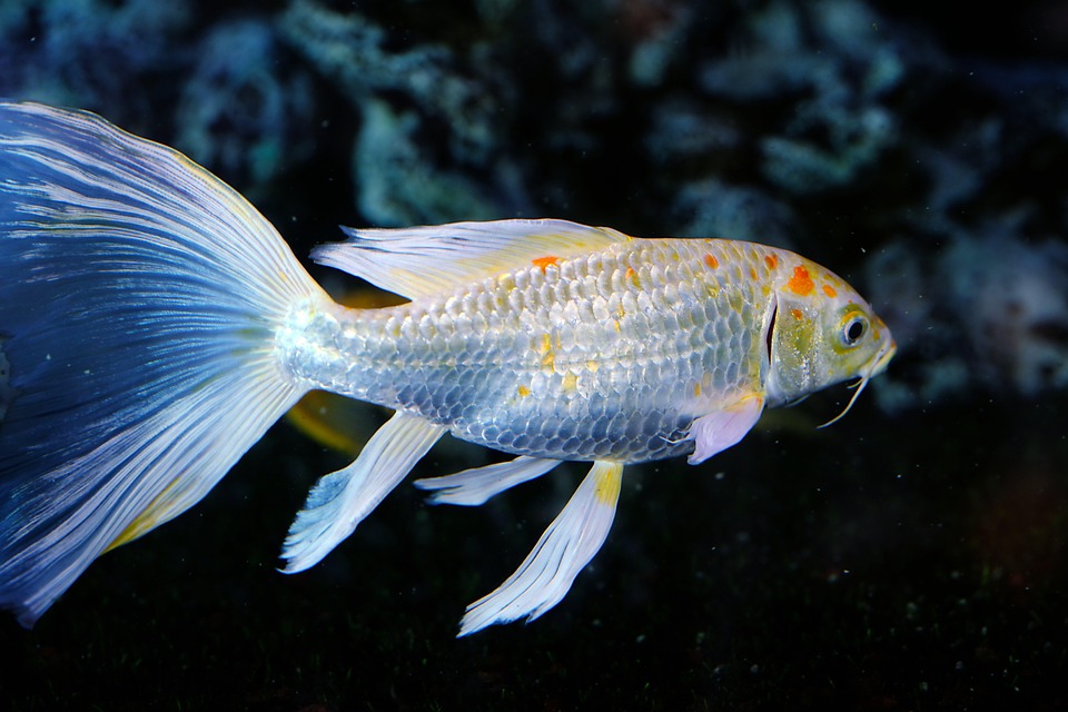 白身魚 魚 水族館 - Pixabayの無料写真