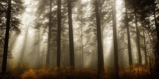 Woud, Bossen, Licht, Stralen, Natuur