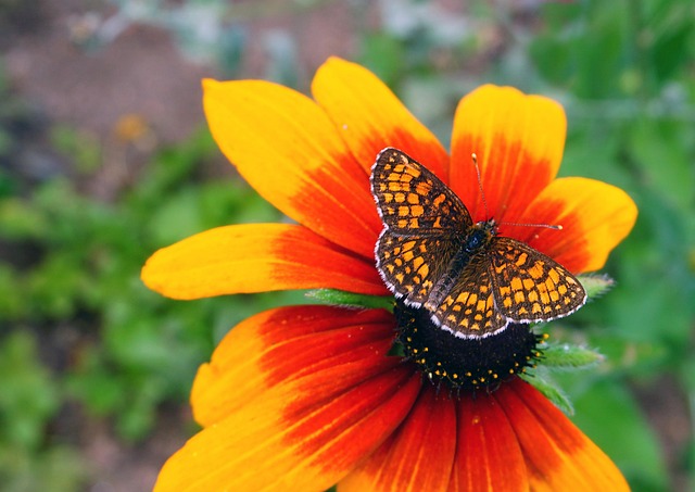 Free Butterfly Orange Flower photo and picture