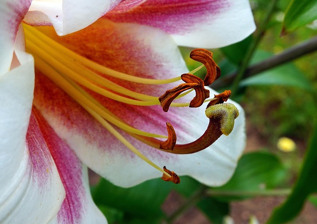 Free Lily Nature photo and picture