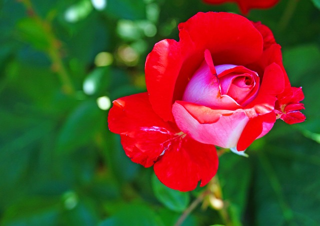 Free Nature Roses photo and picture