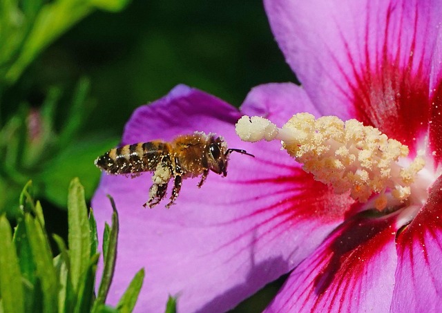 Free Nature Gardens photo and picture