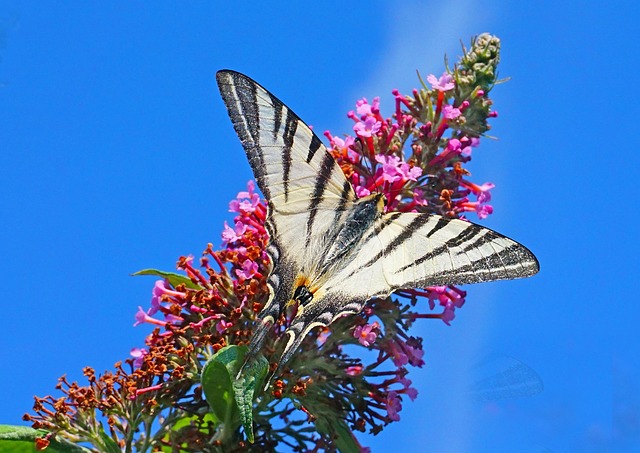 Free Nature Gardens photo and picture