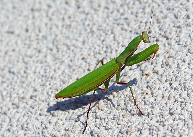 Free Nature Gardens photo and picture