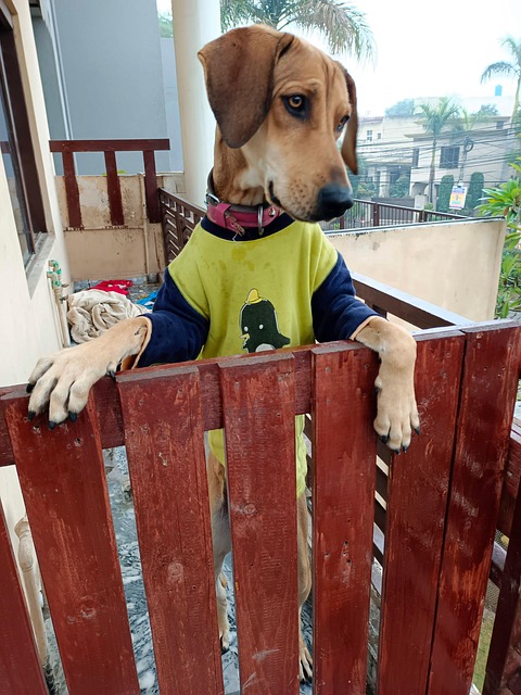 Free Pet Dog Puppy photo and picture