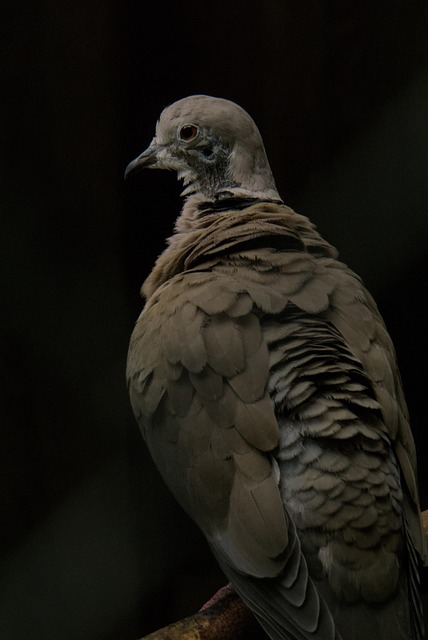 Free Nature Dove photo and picture