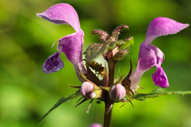Free Nature Beautiful Flowers photo and picture