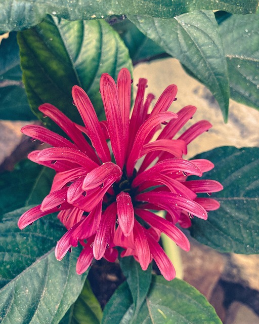 Free Flower Nature photo and picture