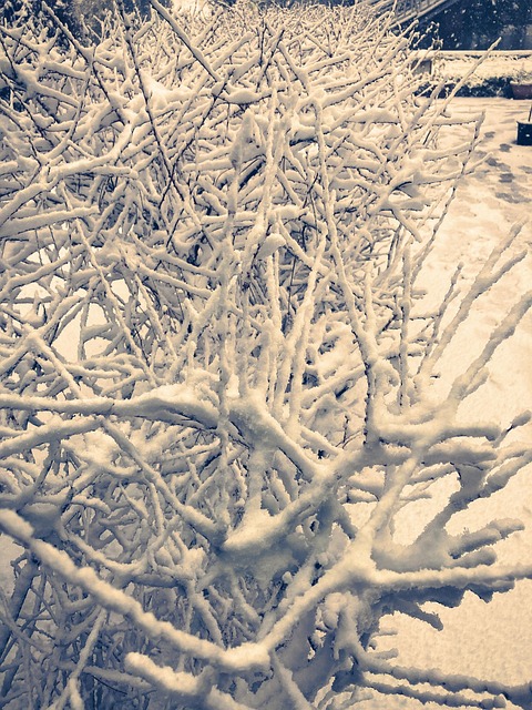 Free Cold Winter photo and picture