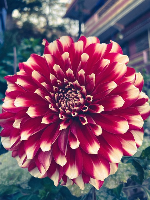 Free Plant Flower photo and picture
